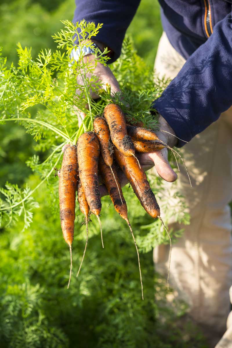 Choisir des carottes de saison