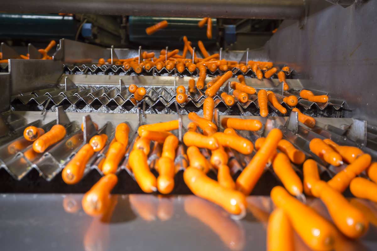 Lavage, triage et calibrage des carottes